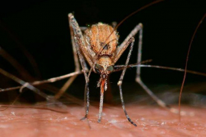 Kaj so žuželke smrtonosne za osebo - seznam, fotografije in opisi Kaj so žuželke smrtonosne za osebo - seznam, fotografije in opisi